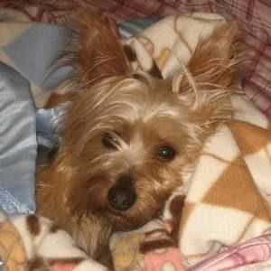 Meet your Posher, Misty